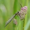 J01_2931 Erythromma najas female